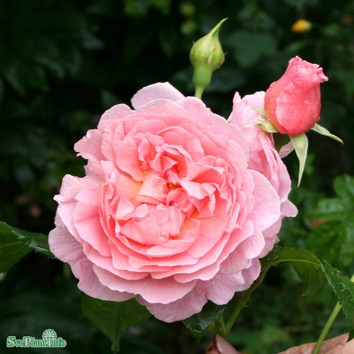Rosa 'Strawberry Hill' A kval C6