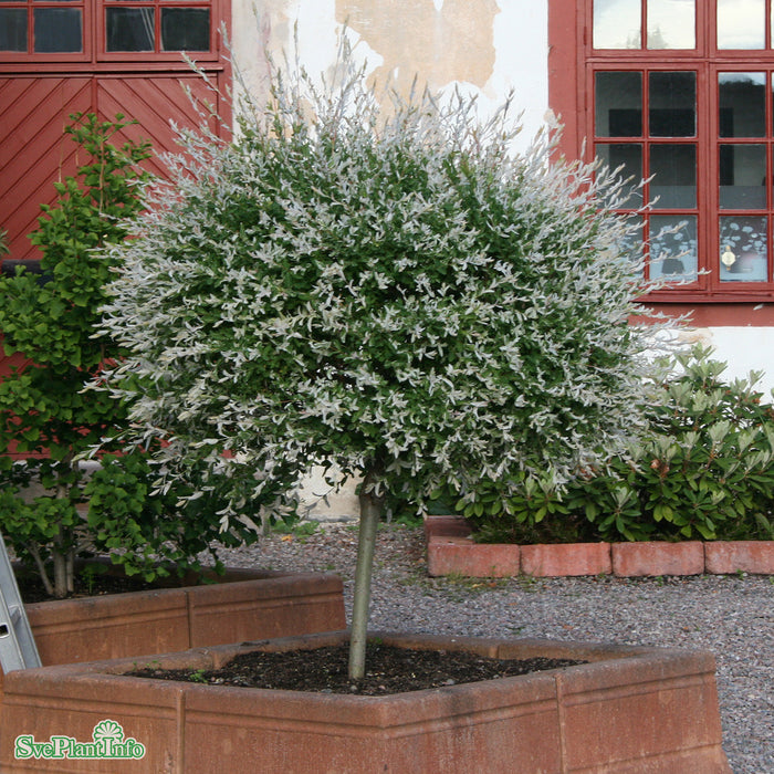 Salix integra 'Hakuro-nishiki' Stam C10 180cm