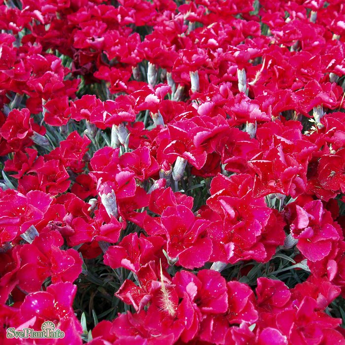 Dianthus gratianopolitanus 'Rubin' A-kval