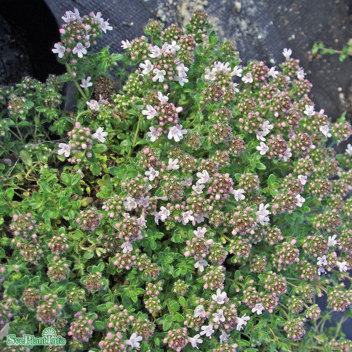 Thymus serpyllum 'Pink Chintz' A-kval