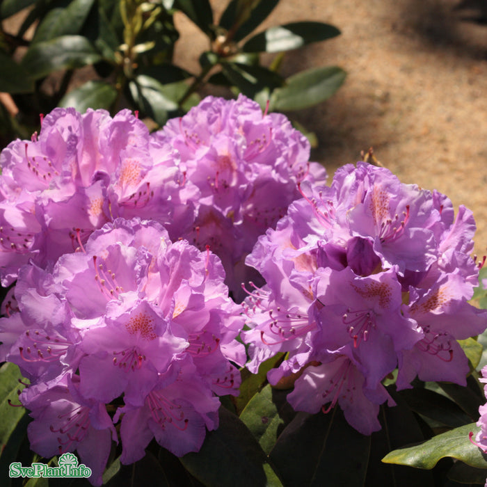 Rhododendron 'Catawbiense Grandiflorum' Solitär Kl B 80-90cm