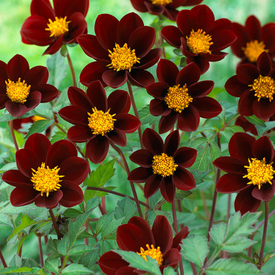 Dahlia Mexican Star